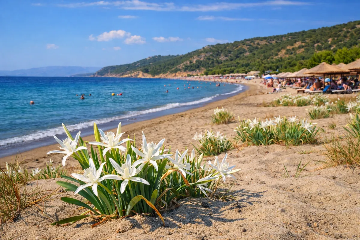 Kadırga Koyu’nun Sessiz Hazinesi: Kum Zambakları 